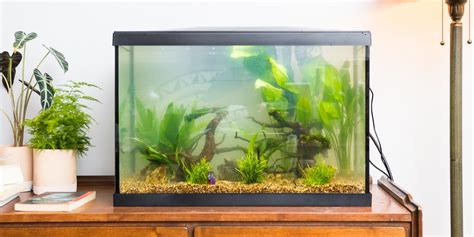 The Best Fish Tank, Heater, Light, and Accessories.